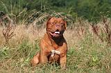 DOGUE DE BORDEAUX 456